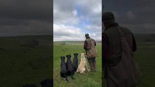 Steadiness and Marking training with the tennis ball launcher gundogtraining dogtraining [upl. by Aronek]