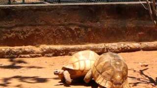 Geochelone YniphoraPloughshare tortoise from Madagascar [upl. by Eeltrebor]