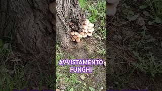 AVVISTAMENTO FUNGHI funghi fungo [upl. by Amocat764]