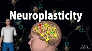 Neuroplasticity Animation [upl. by Notac]