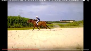 TREINAMENTO para Derby  corrida de cavalos [upl. by Kwan]