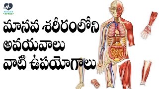 Manava Shariram Loni Avayavalu Vati Upayogalu Telugu  Health Xpress [upl. by Hollenbeck753]