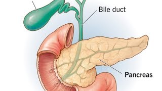 Pancreas detail lectures  Biology  biology neet aaims pharmcist anatomy neet ncert [upl. by Natek]