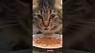 Cat eating asmr 😋 [upl. by Younger529]