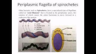 Periplasmic flagella [upl. by Nalorac]