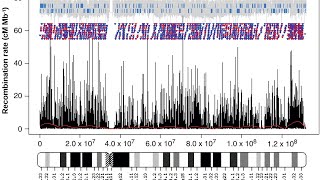 Recombination Hotspots explained [upl. by Lokkin]