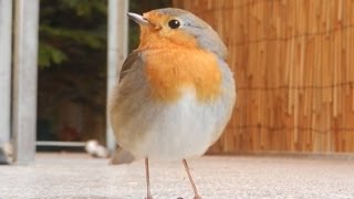 wildes Rotkehlchen kommt wenn ich pfeife  wild robin comes when I whistle [upl. by Erodeht165]