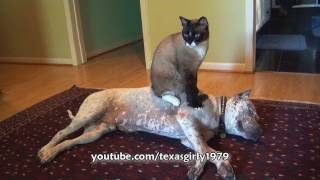 Cat Sits on Dog pit bull Sharky Funny Bossy Kitty HelensPetscom [upl. by Ogilvy509]