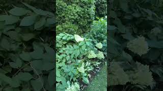 Labor Day 2024 Sideyard Panicle Hydrangeas shortsvideo shorts [upl. by Polly464]