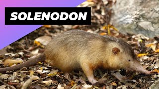 Solenodon 🐀 One Of The Cutest And Exotic Animals In The World shorts [upl. by Anyrtak]