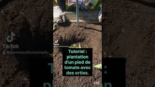 TUTORIEL FACILE 👍 planter les tomates 🍅 tomate tutoriel planter diy shorts [upl. by Nylecsoj]