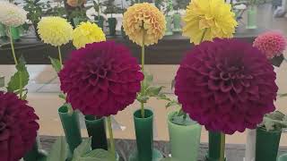 MDC 2024 Dahlia Show Section 4 [upl. by Riada]