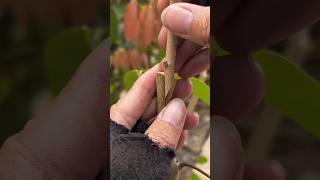 Grafting process🌿agriculture gardening homegarden shortsfeed shortsviral tree garden farming [upl. by Columbine]