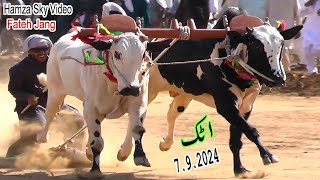 Attock bull race 792024 bull race in pakistan [upl. by Mailand]