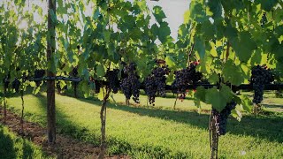 Grape Harvest in Tenuta Torciano San Gimignano [upl. by Greff]