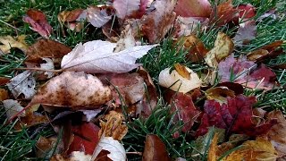 Leaves Left On Lawn Over Winter And Jake The Lawn Kid [upl. by Lehacim]