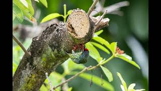 20240410 coppersmith barbet nest [upl. by Ruenhs618]