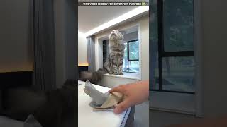 Big cat house 😮viralvideo shortvideo [upl. by Ulick]