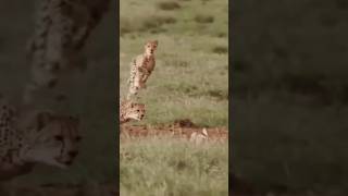 Animals tigers vs Deer video shorts subscribe shortsfeed [upl. by Wj]