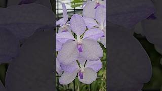 VANDA Blue Orchid is so Delicate orchid garden flowers shorts [upl. by Anaujat]