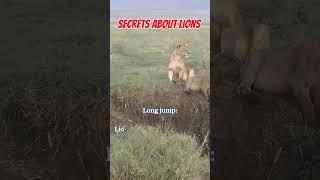 Secrets About Lions You May Not Know short factsaboutlions [upl. by Eliathas]