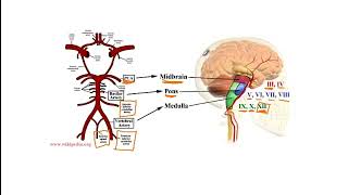 USMLE Video 204 Somatosensory Homunculus Cerebral Vascular Anatomy and Brainstem Stroke Syndromes [upl. by Turrell]