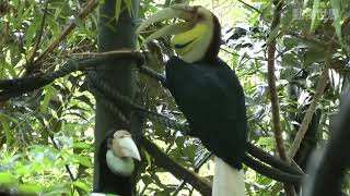 Wreathed hornbill at Chimelong Wildlife World\ 長隆野生動物世界的花冠皺盔犀鳥 hornbill bird [upl. by Isidro]