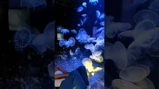 some jellyfish to calm you down 🐟🐠🦈 crete aquarium jellyfish greece mermaid aqua [upl. by Orelu]