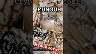 mincecore FUNGUS  MENGIEAL CRYPTOCOCCOSIS mincecore mincecore grindcore crustpunk fungus [upl. by Jew]