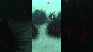 Sea Urchins The Secret of Their Tube Feet [upl. by Corbin]