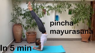 PINCHA MAYURASANA IN 5 MIN  Forearm stand step by step  Pincha mayurasana preparatory poses [upl. by Lyj]