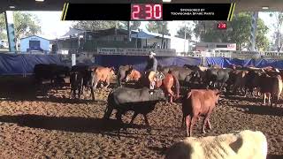 2023 Ddcc Dalby Futurity Show 15000 Novice Replay [upl. by Debbi]