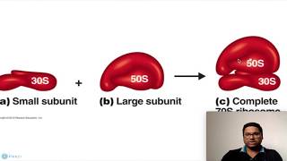 Prokaryotic Cell Ribosomes [upl. by Holladay443]