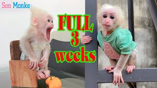 FULL 3 weeks of smart adorable funny growth of baby monkey  Son Monkey [upl. by Eissat]