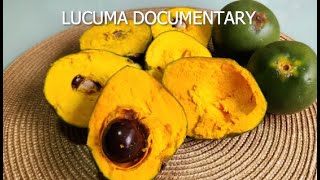 LUCUMA DOCUMENTARY  PERUVIAN FRUIT  SUPER FOOD [upl. by Ohcamac]