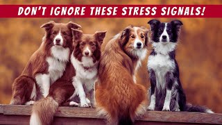 The Hidden Signs Your Dog is Stressed And What to Do About It [upl. by Laertnom515]