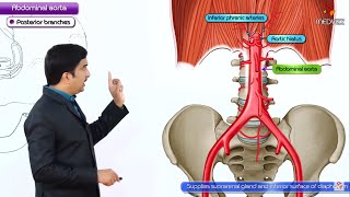 Abdominal Aorta Anatomy Animation  Origin Course Branches  USMLE Step 1 [upl. by Ecnahc537]