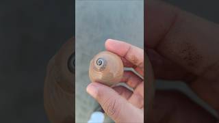 Colorful moon snail seashell at the seashore moonsnail seashell shorts [upl. by Sjoberg]