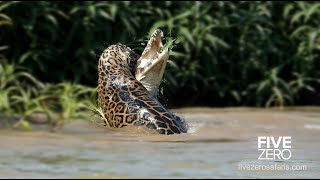 Jaguar Catches and Kills Crocodile Underwater [upl. by Weirick]