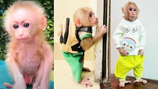 The amazing development process of monkey Bibi [upl. by Pompei764]