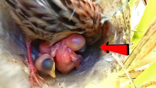 Zitting cisticola bird repairing the nest AnimalsandBirds107 [upl. by Bessie]