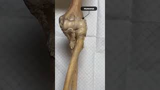 Hinge joint  Elbow joint  Radius ulna  Humerus biology ncert anatomy bones skeleton joints [upl. by Tatiana]