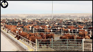 Australias Largest Beef Farm  Most Modern Farming Model  Best Quality Meat [upl. by Norb]