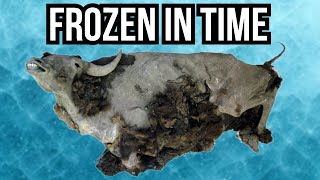 8 Prehistoric Animals That Have Been Found Trapped In Ice [upl. by Llekcor883]