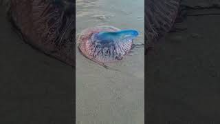 Man of War jelly fish alive [upl. by Morrissey]