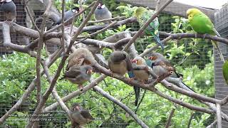 Zebravinken  Grasparkieten  Catharinaparkieten  Rijstvogels [upl. by Sirod]