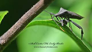 LEAFFOOTED BUG Acanthocephala terminalis feeding [upl. by Lorak]