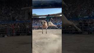 EL TORO DEL MOMENTO G63 Vs Pequeño Guerrero en Pico [upl. by Anitsihc]