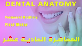 تشريح اسنان المحاضرة الحادية عشر  Dental Anatomy Permanent Maxillary First Molar [upl. by Kerri]