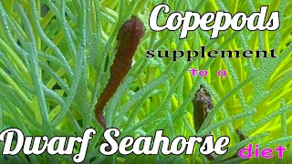 Keeping Copepods for a Dwarf Seahorse Tank [upl. by Eitsim]